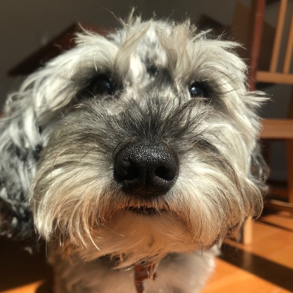 Meet your Posher, Sophia - Picture 1 of 1